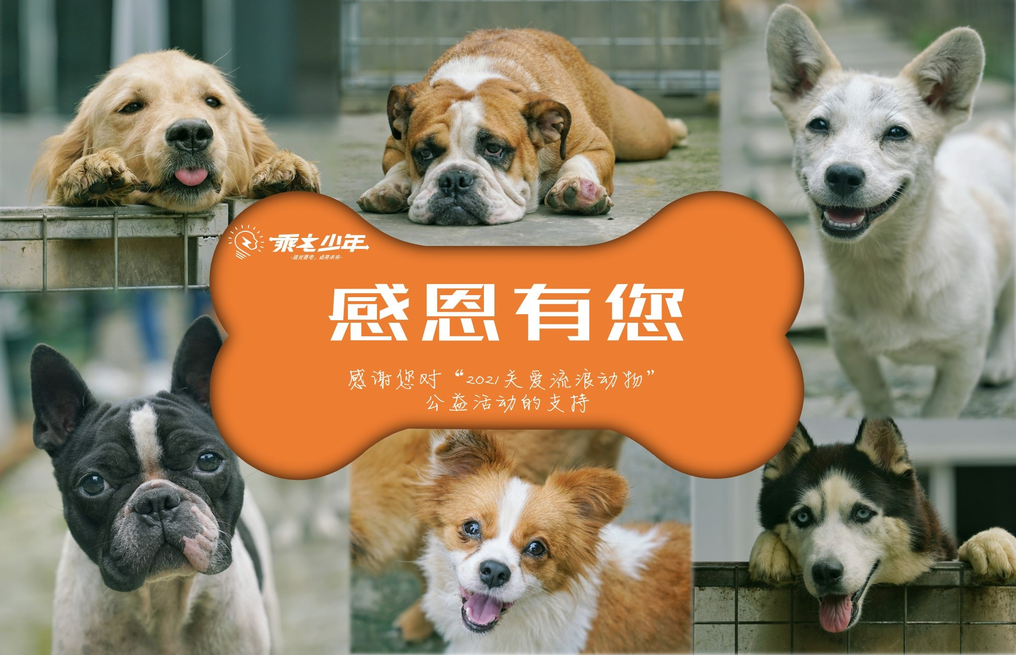 公益•筑梦 | 乘电少年小组开展“关爱流浪动物”公益活动